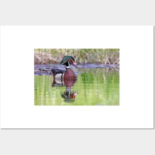 Wood duck Posters and Art